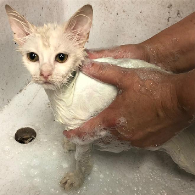 Котенка моют 