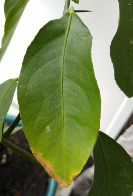 Почему сохнут кончики листьев у комнатных растений: причины и что делать