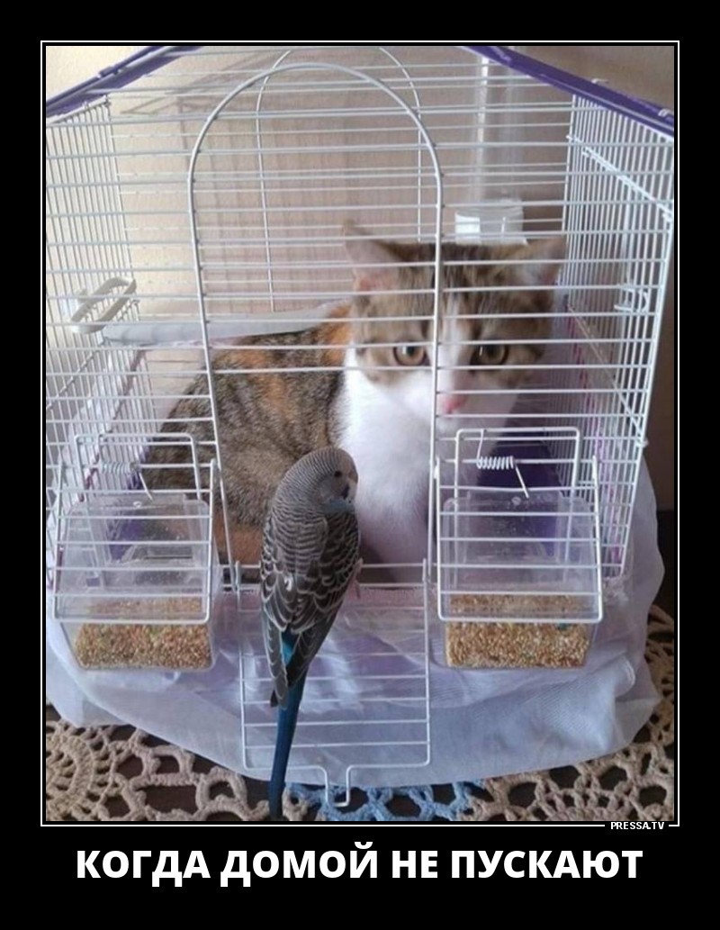 Смешные позитивные демотиваторы обо всем на свете для хорошего настроения