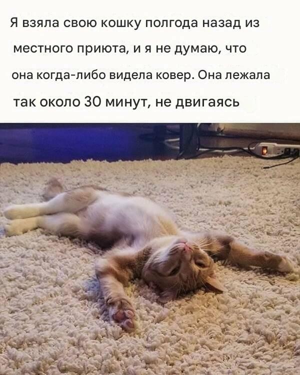 Смешные картинки с надписями и идеальный торт Смешные картинки с надписями и идеальный торт