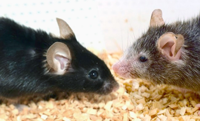 У мышей обратили вспять процесс старения. Фото до и после эксперимента