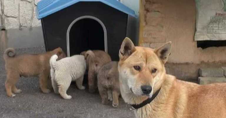 В поисках лучшей судьбы для своих щенков, собака привела их к одному дому