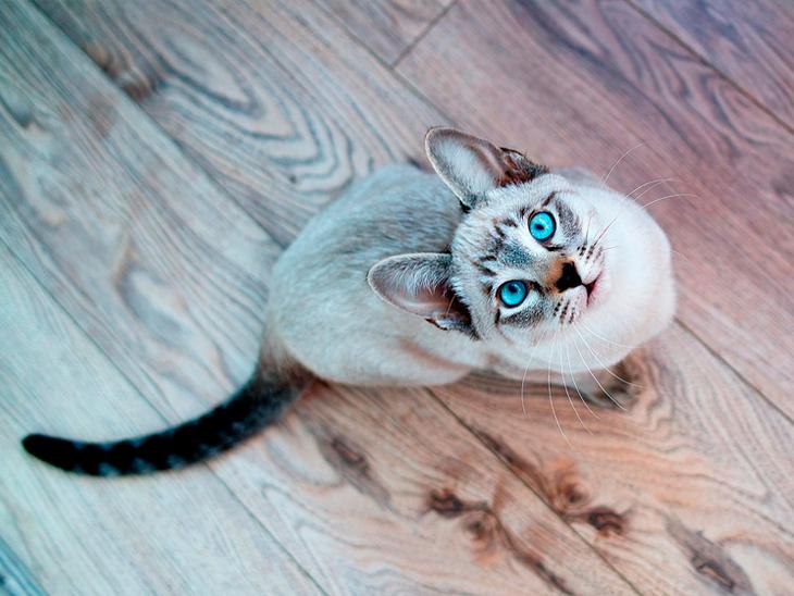 красивая кошка с голубыми глазами
