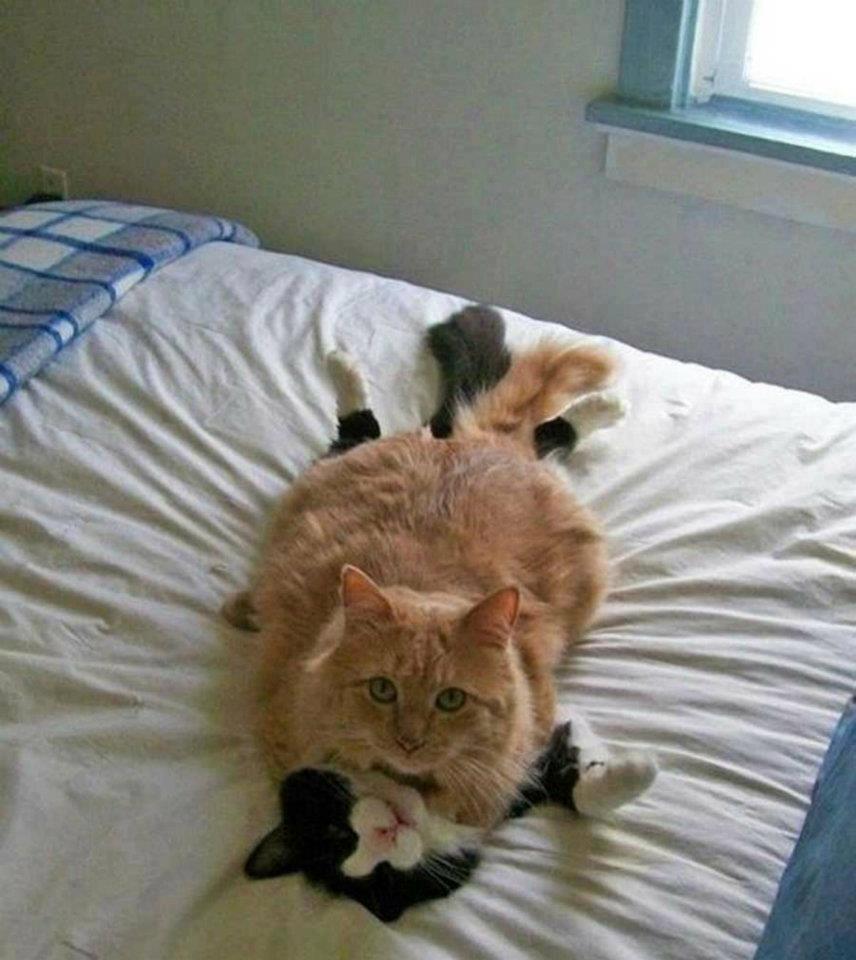 Лучшие фото кошек всех времен. Часть вторая Лучшие фото кошек всех времен. Часть вторая