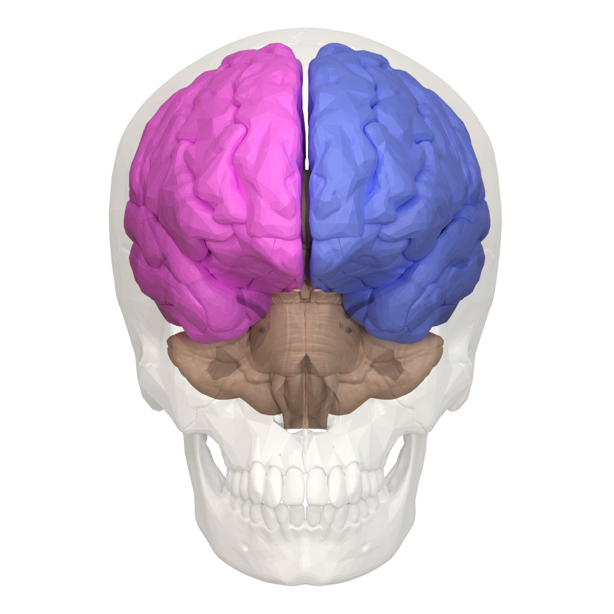 Левая гемисфера головного мозга. Bosh Miya saratoni. Головной мозг. Полушария мозга.