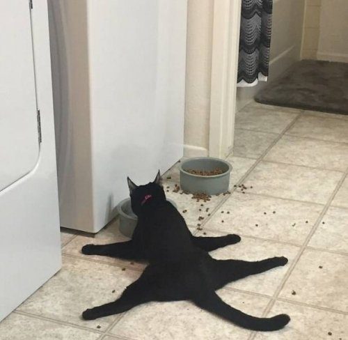 Кошачья логика Кошачья логика
