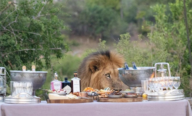 Лев в заповеднике пришел к людям на банкет и сел за стол. Видео