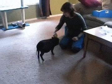 Веселые и забавные жизненные ситуации в гифках 