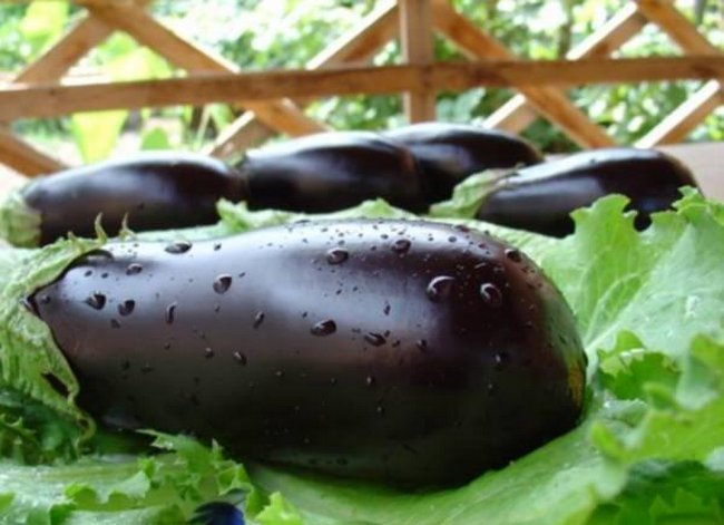 Какую подкормку любят баклажаны