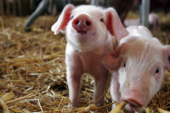 В Германии собираются клонировать генно-модифицированных свиней для трансплантации органов | Русская весна