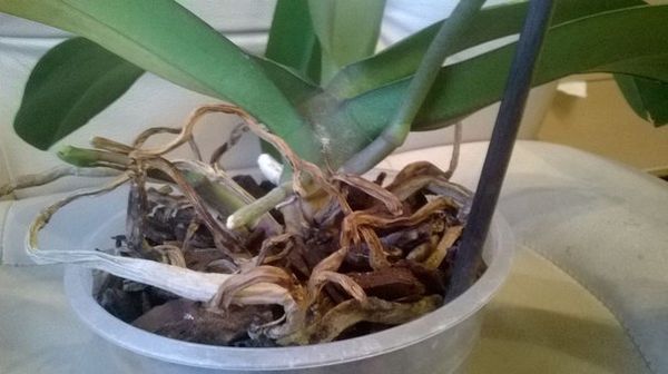 Подсохшие воздушные корни орхидеи
