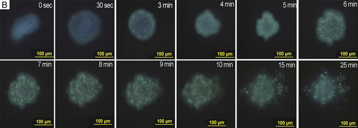 Рис. 2. Последовательность распада тела трихоплакса
