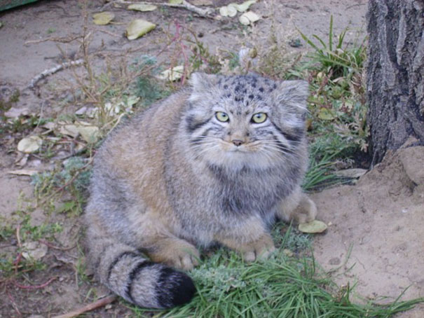 Котята, спасенные российским фермером, оказались не совсем обычными Котята, спасенные российским фермером, оказались не совсем обычными