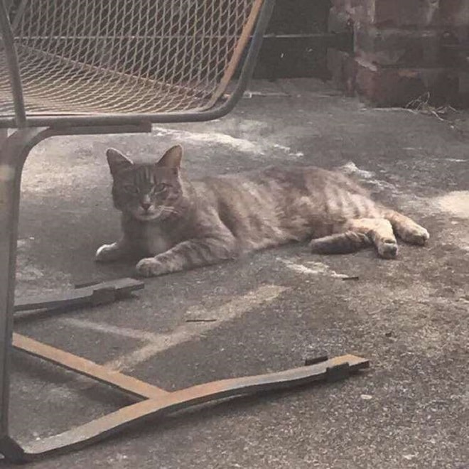 «А она все также ждет…»: грустная кошка появляется на пороге чужого дома, заглядывая внутрь «А она все также ждет…»: грустная кошка появляется на пороге чужого дома, заглядывая внутрь истории из жизни