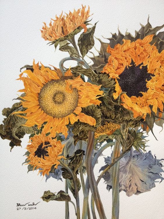 Dried sunflower: 
