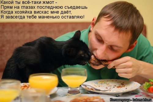 Новая котоматрица на выходные Новая котоматрица на выходные