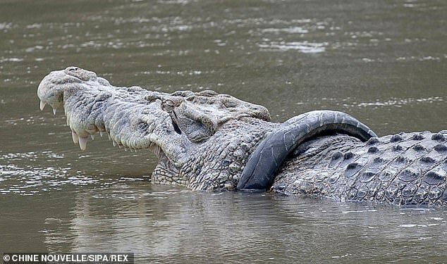 В Индонезии разыскивается храбрец для близкого общения с крокодилом крокодил, освободить, заметно, рептилию, агентства, природы, животное, крокодилу, сказал, объявило, агентство, охране, который, среду, нарушать, обитания, приближаться, общественность, добавил, ХасмарВ