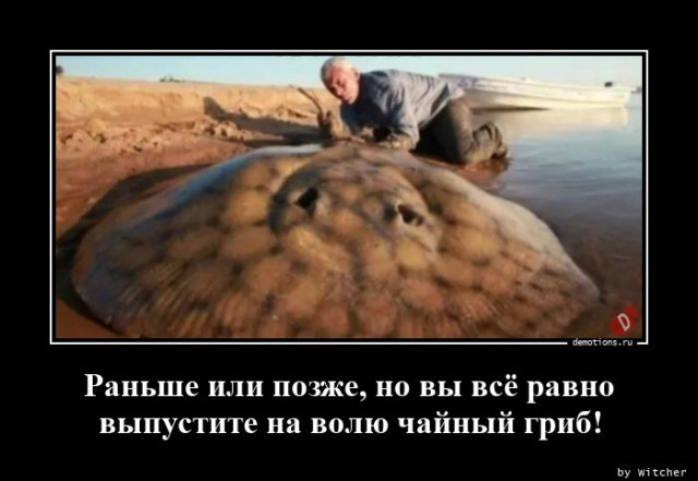 Демотиваторы на любой вкус и три выхода 