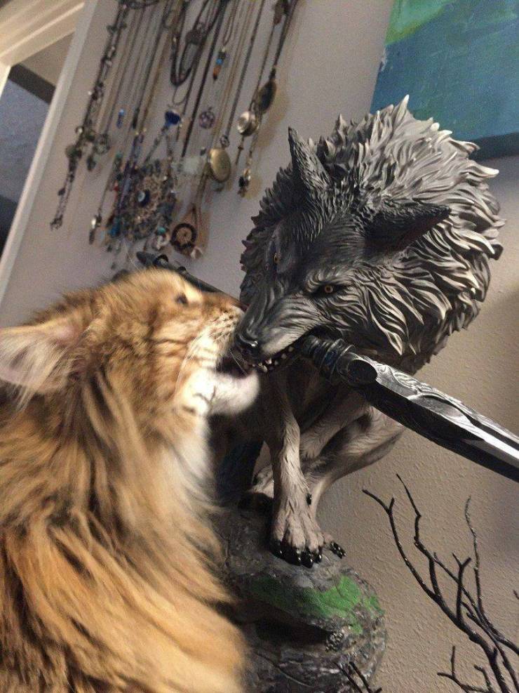 Подборка прикольных картинок  приколы,смешные картинки,юмор