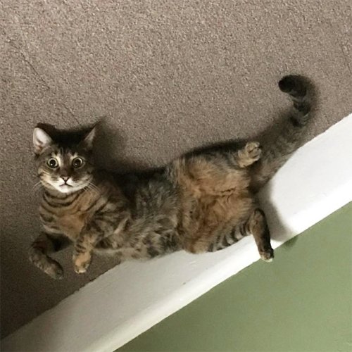 Если б кошки могли парить под потолком, как воздушные шарики Если б кошки могли парить под потолком, как воздушные шарики