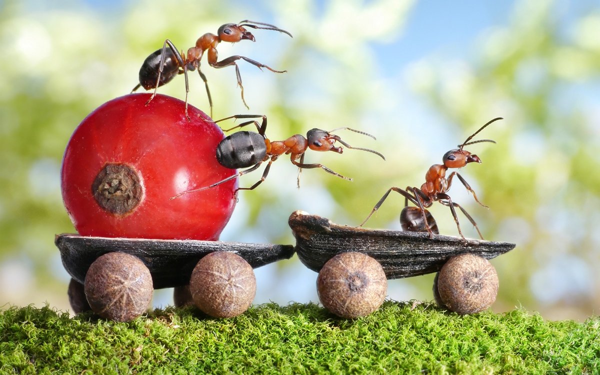 : team of ants delivers red currant with trailer of sunflower seeds, teamwotk