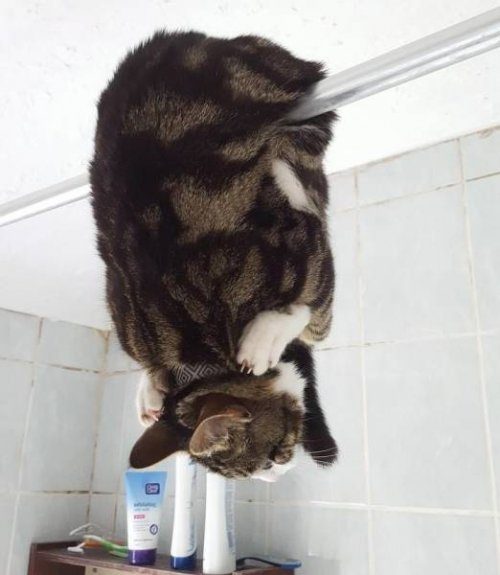 Кошачья логика Кошачья логика