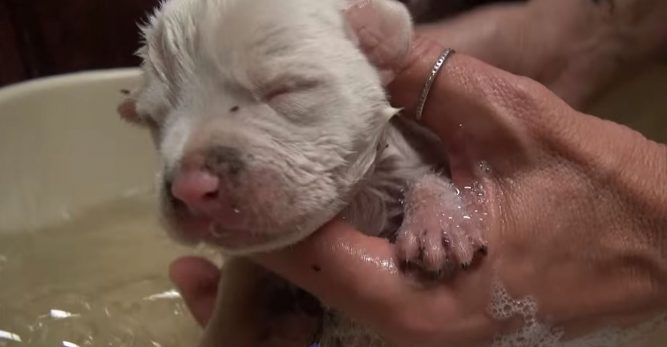 7-stray-pit-bull-puppies-667x347