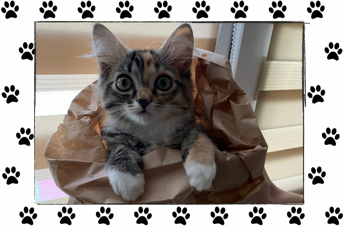 Почему они любят коробки и пакеты: 13 занимательных фактов о кошках