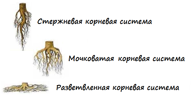 Если дерево растет рядом с домом, какие будут последствия? Корни каких деревьев могут навредить корень, корни, может, деревьев, фундамент, дерево, система, дерева, домом, фундамента, грунта, очередь, корневая, поэтому, зависит, расстояние, домов, пустота, легко, будет