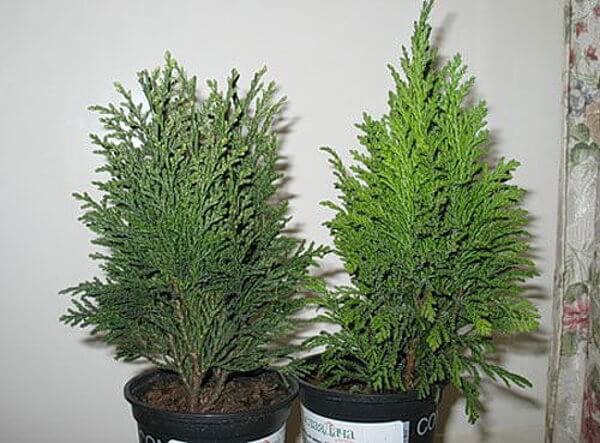 Вот как просто вырастить тую из черенка очумелые ручки,советы