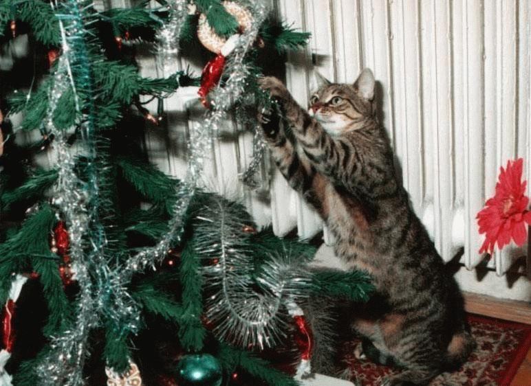Фотография: Почему коты так неравнодушны к новогодним елкам? №8 - BigPicture.ru