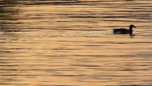 Странные способы спать у животных животные,интересные факты,сон