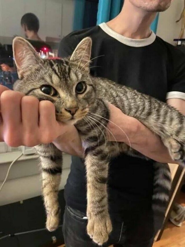 Прикольные картинки и мемы для любителей кошек  