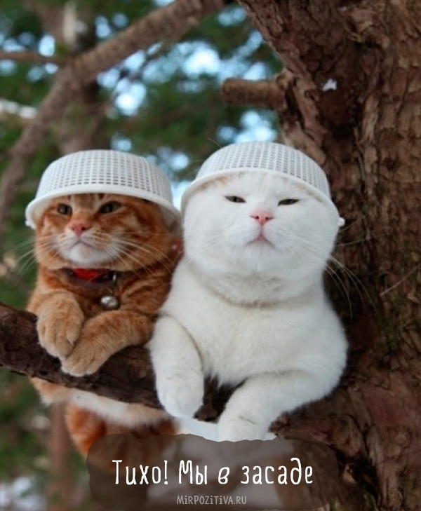 две кошки на дереве