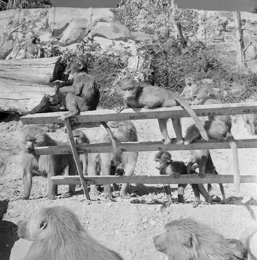 Советский Сухуми 1950-х годов Советский Сухуми 1950-х годов