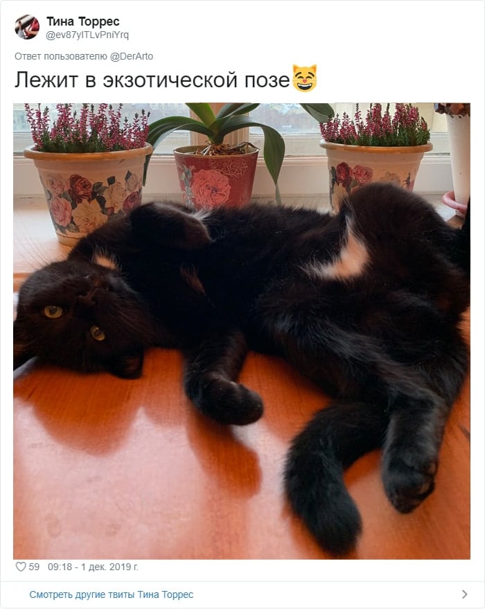 черный кот