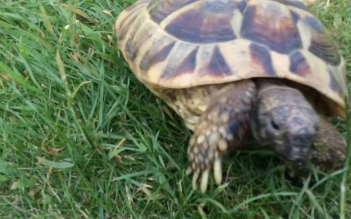 19_MPM-ANGRY_TORTOISE-20-768x480