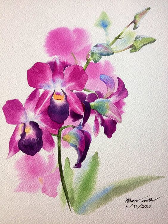 Orchid: 