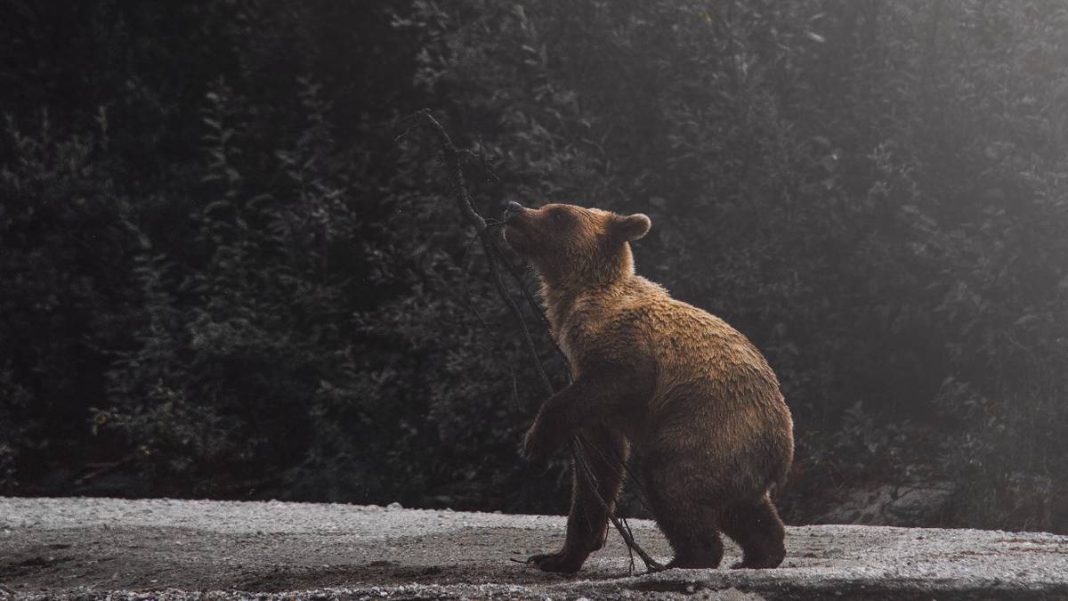 Сбивший на трассе медведя водитель внедорожника погиб в Приангарье