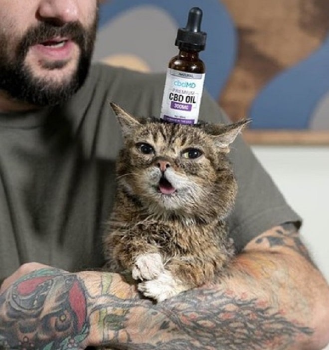 Кошка с флаконом на голове