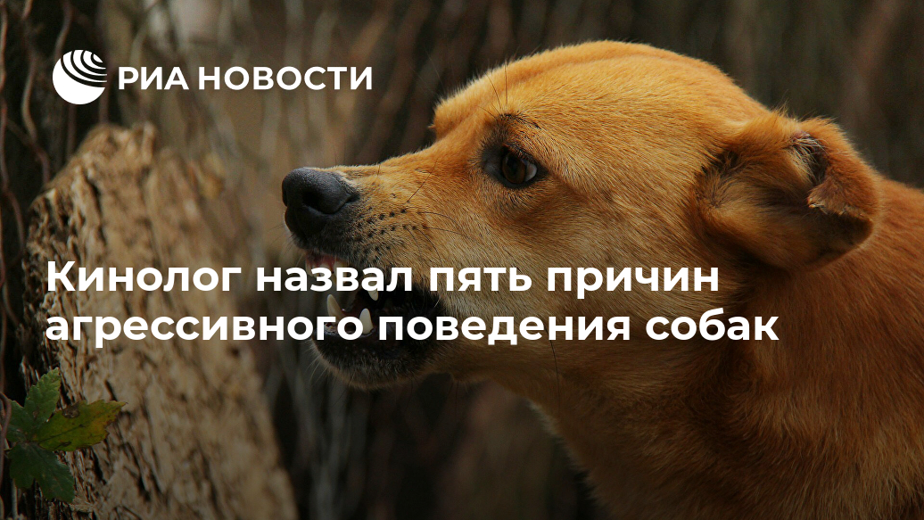 Кинолог назвал пять причин агрессивного поведения собак Кинолог назвал пять причин агрессивного поведения собак может, поведение, собаки, рассказал, когда, собаке, животное, только, поскольку, агрессивное, хозяину, могут, сообщил, причина, агрессии, сложно, отметил, ситуации, отношению, проявляют
