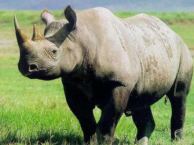 Где носороги живут, и каких видов они бывают