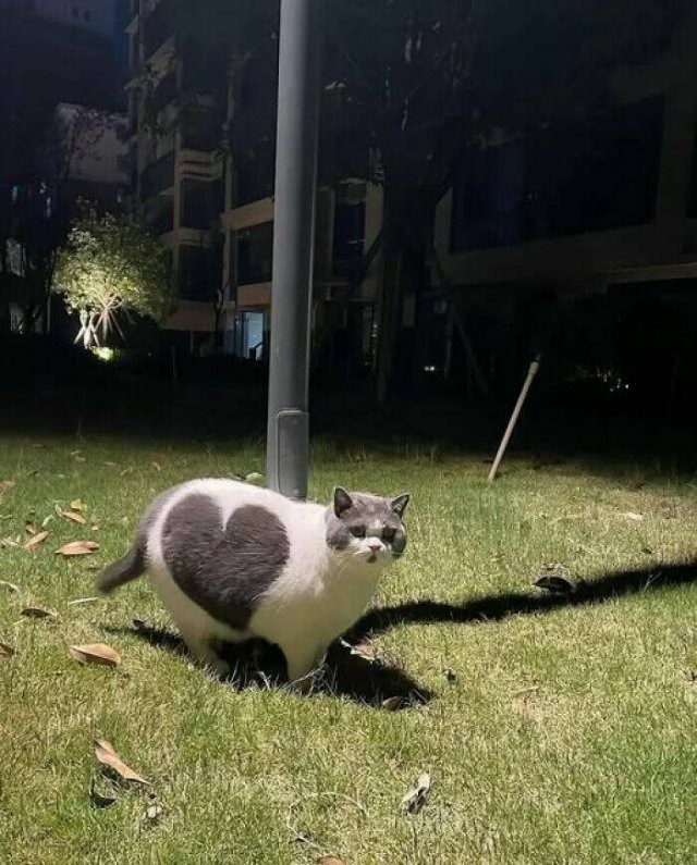 Прикольные картинки и мемы для любителей кошек  