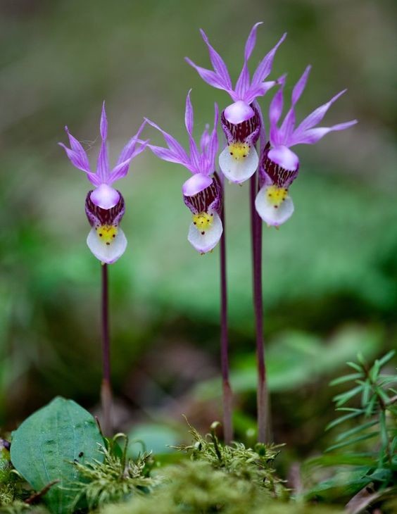 Calypso Orchids by Joe Fierst интересное, красота, орхидеи, флора, цветы