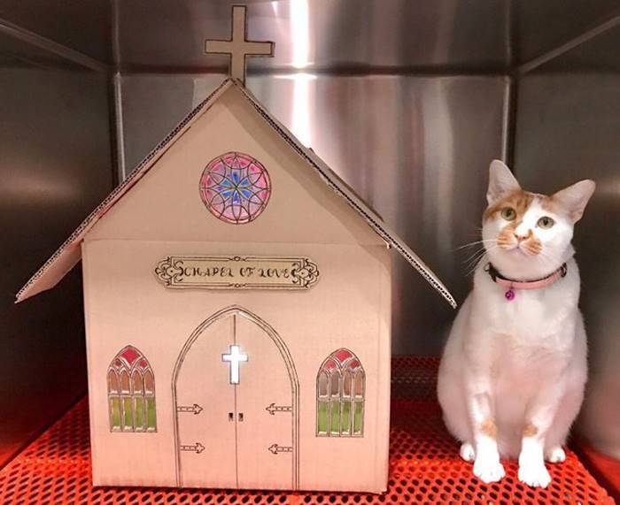 Ветеринары создают невероятные картонные домики для своего кота (16 фото)