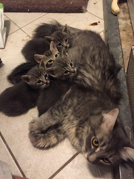 Счастливые кошки-мамы :) Счастливые кошки-мамы :)