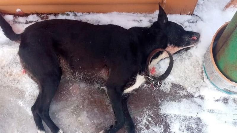 В Ломоносовском районе мужчина на снегоходе выстрелил в домашнюю собаку