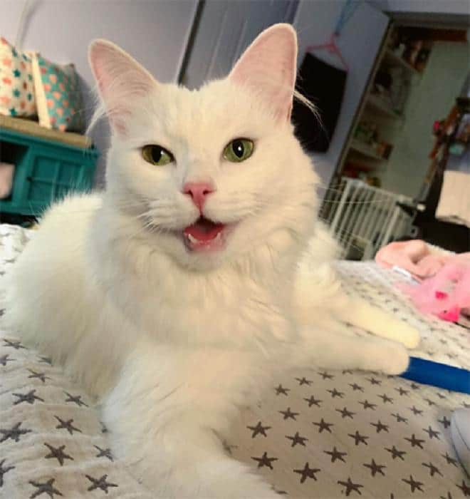 Кошка лежит