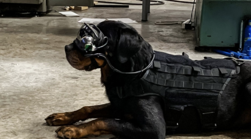 Собачья жизнь в американской армии армия