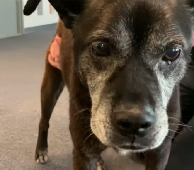 Старая собака